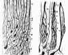 f-cajal-12.jpg (17300 bytes)